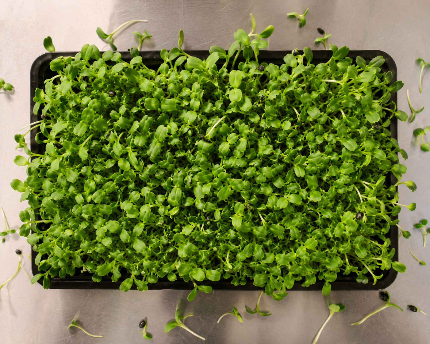 Top-down view of a freshly grown tray of broccoli microgreens at peak harvest