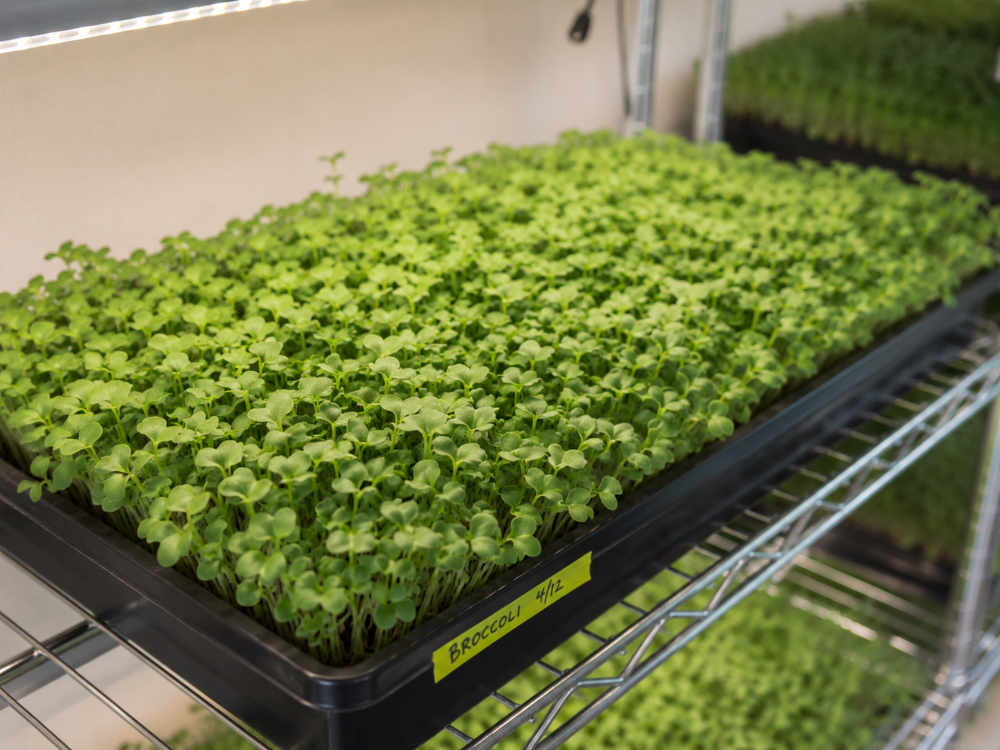 Tray of fresh broccoli microgreens labeled Broccoli 4/12 on the grow rack