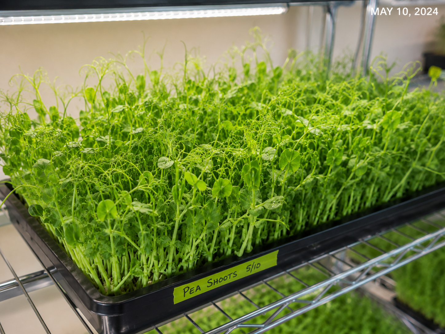 Tray of fresh pea shoots labeled Pea Shoots 5/10 on the grow rack