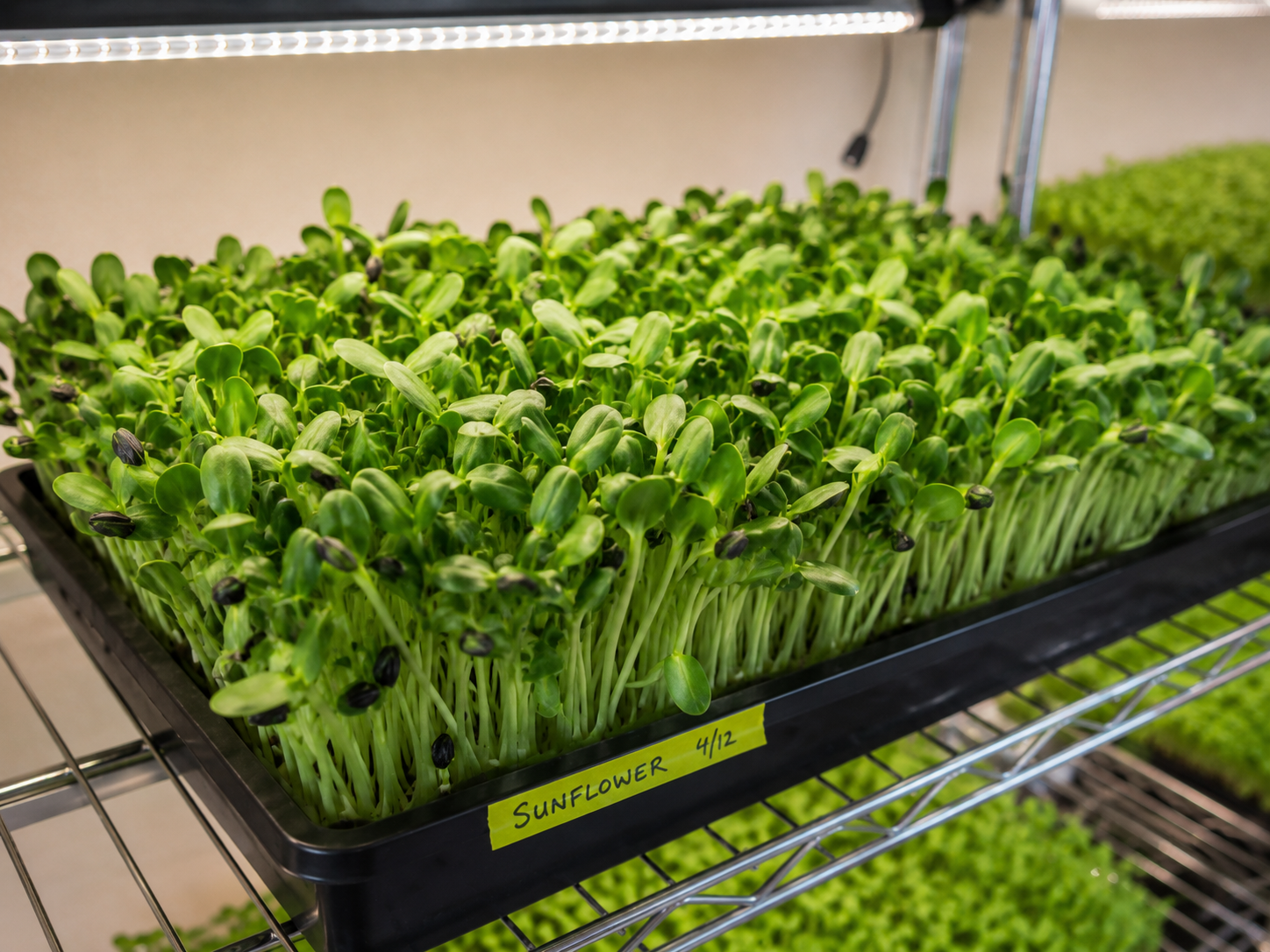 Tray of fresh sunflower microgreens labeled Sunflower 4/12 on the grow rack
